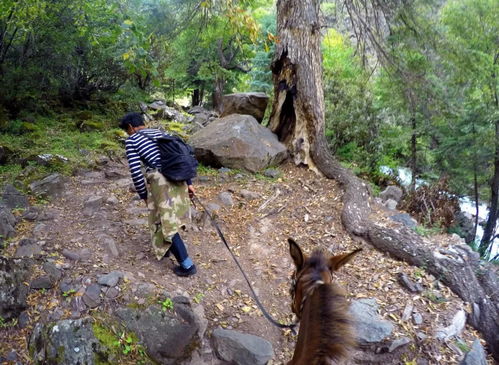 如何在藏地大山里采山货 