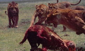 偷袭幼狮反被狮群围攻,疯狂鬣狗咬肠子自杀
