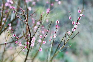 关于春天赏梅花的诗句