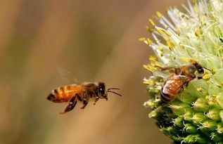 蜜蜂的习性和养殖技术,蜜蜂的习性和养殖技术相关了解点第9点