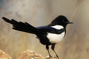 尾巴两边白色中间黑色比喜鹊小的鸟是什么鸟