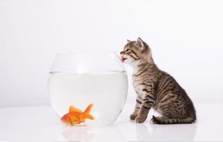 一缸金鱼和一只小猫如何写故事 