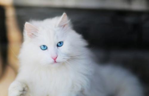 蓝眼睛的白猫,为何天生失聪 关于猫的眼睛还有多少是你不知道的