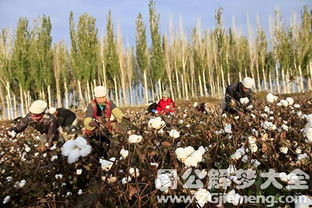 梦见给别人摘棉花是什么意思 梦到给别人摘棉花好不好 大鱼解梦网 