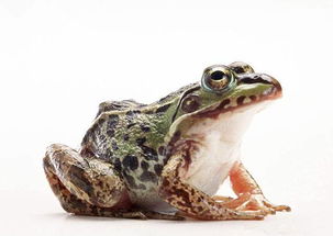 这只青蛙居然长出了吓死人的东西,一条不像腿的腿