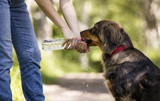 谨记 这几种水,绝对不能给狗狗喝