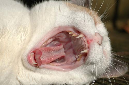 猫咪尖尖的牙齿能磨平吗 