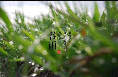 今日谷雨养生小常识,你知道吗 大国医者 焦海 养生课堂