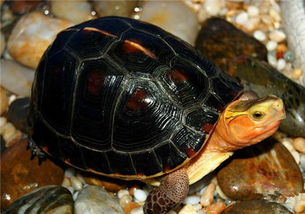 黄缘龟野生是几级保护动物 