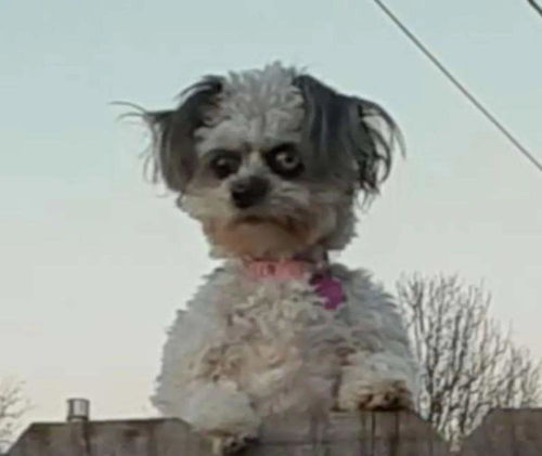 一张汪星人的可爱照片,却被认为像恐怖片,只因狗子表情太吓人