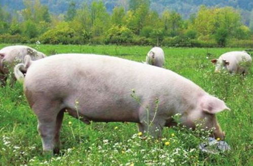 一头猪有多重 一头成猪多少公斤
