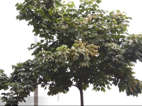 梧桐树什么季节开花花期是几月份,梧桐一年开几次花？