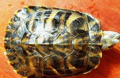 乌龟是冷血动物吗 家养乌龟吃什么长的快