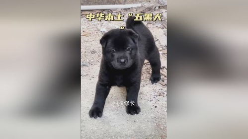 中华本土 五黑犬