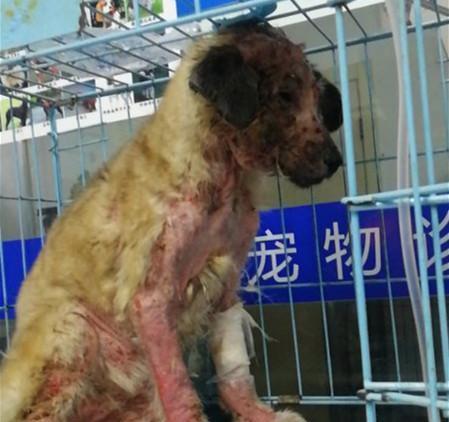 4个月的小狗浑身烂肉,躲在角落瑟瑟发抖,受伤的原因令人气愤