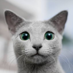 一只漂亮的猫,眼睛的颜色也是美爆,感受下...... 