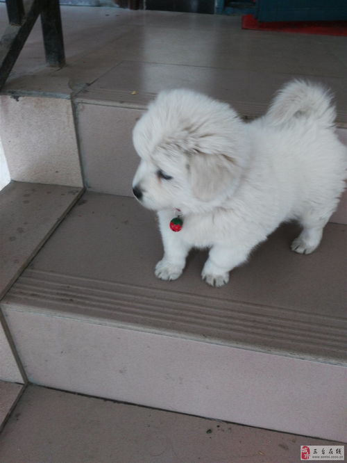 十大長不大又好養的狗有吉娃娃,小鹿犬,貴賓犬,比熊,京巴,馬爾濟斯犬