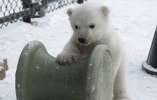 动物园的工作人员介绍说,这只小熊是去年11月才出生的,目前还没有取名。(网页截图)