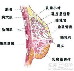 乳腺增生结节和和预防避免疾病发生