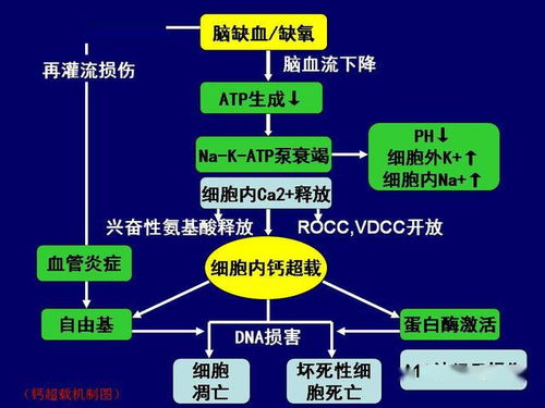 心肺复苏是脑复苏的关键 