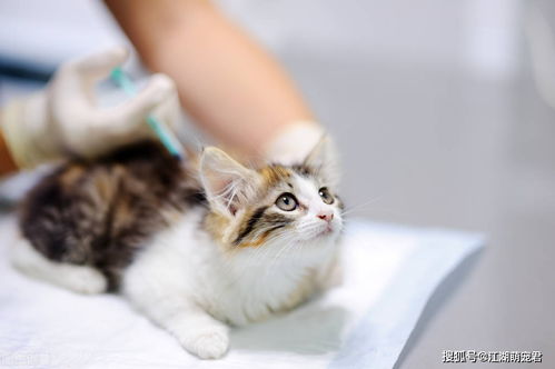 猫咪生病了怎么办 这几种疾病在家治疗比去宠物医院靠谱