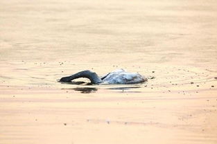 天鹅妈妈在湖面上的冰困死,小天鹅的举动令人动容