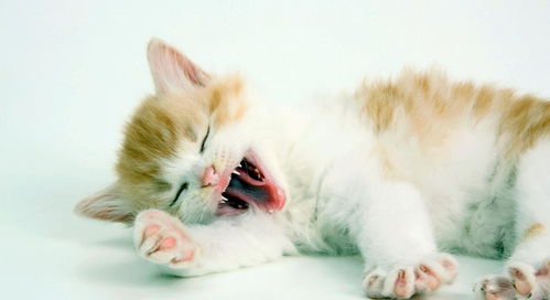 猫咪打呼噜是因为睡得太香 宠物专家 现在知道还不晚
