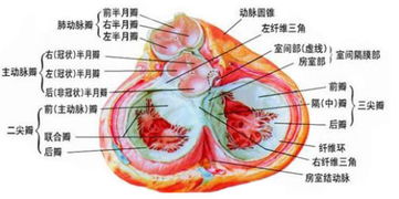 心脏瓣膜在心脏的什么位置 