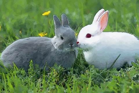 几月出生的属兔人最不好 属兔人在这几个月出生不好