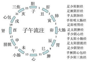 养生没头绪 跟着河南省中医院李鲜教授学十二时辰养生 中