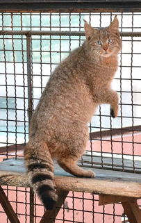 还在一起学猫叫 先分清家猫 野猫 荒漠猫再说吧