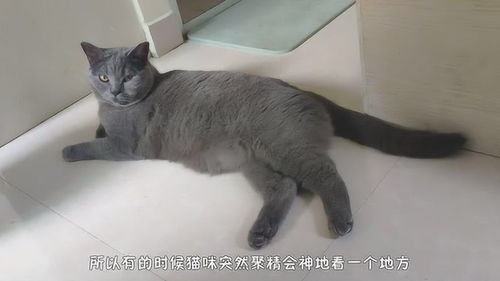 猫为什么会一直盯着一个地方看 难道是什么我们人类看不见的东西吗 