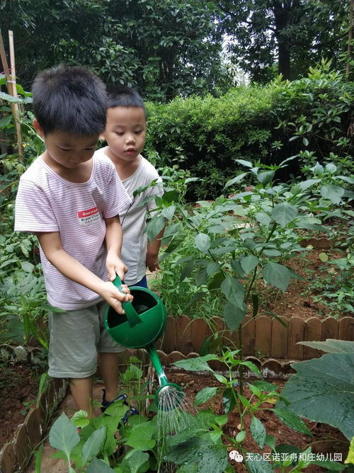 我为种植园取名字 诺亚舟和庄幼儿园