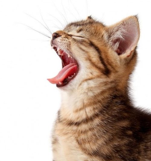 猫为什么会吐,猫为什么会吐食物