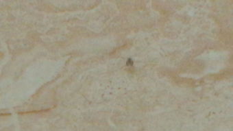 宿舍浴室里突然出现了很多这样的虫子,是什么虫子呀怎么解决 