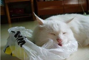 我的猫为啥酷爱舔塑料袋