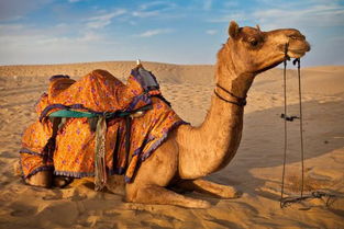 压倒骆驼的最后一根稻草是什么意思 
