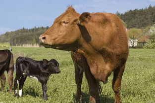 农村母牛花钱请同村公牛配种,配完种母牛站不起来了,什么原因