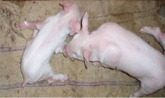 如何正确区分猪伪狂犬病与脑炎型链球菌