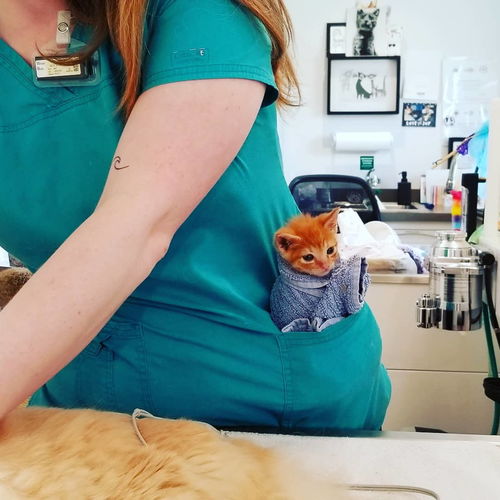 小猫没安全感急需抱抱,医生把它包成一团放进口袋里