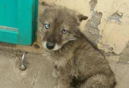 大伯山上捡到一只蓝眼睛小狗,有人欲2万买下,得知原因大呼赚了