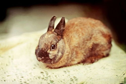 兔兔兔 的晚年宿命 尤其是75 87年的,看完你可还满意