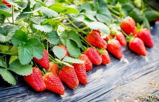 7月种草莓会不会太晚 为什么家里忌讳种草莓