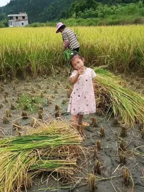 农村的小娃娃 收稻谷的季节 