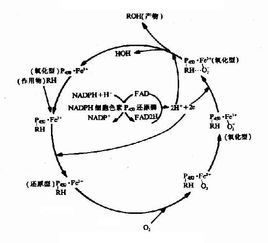 分子生物学实验中怎样快速有效的验证酶切后连接反应成功？