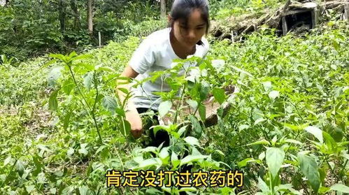 回到农村,菜园子走一圈收获满满,做一道农家菜,这就是农村生活 