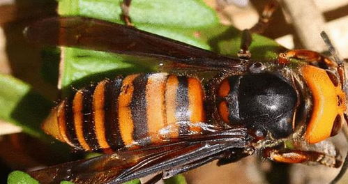罕见 四川一男子收获2.4米196斤红娘大黑蜂蜂窝,它究竟有多毒
