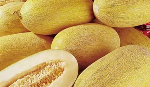 哈密瓜季节是哪几个月 9月龄可以吃哈密瓜吗