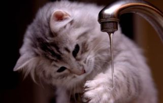 猫不能喝生水也和人一样要把水烧开么 