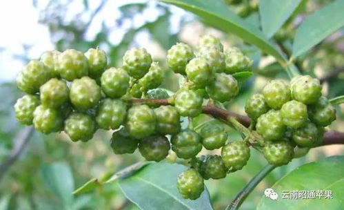 你不知道的昭通炎山花椒,麻味足够 香味带劲 